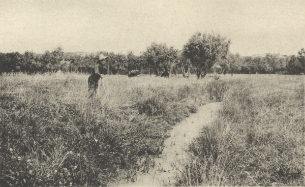 Massart (1908, foto 140)