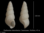 Parthenina interstincta