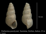 Mollusca (molluscs)