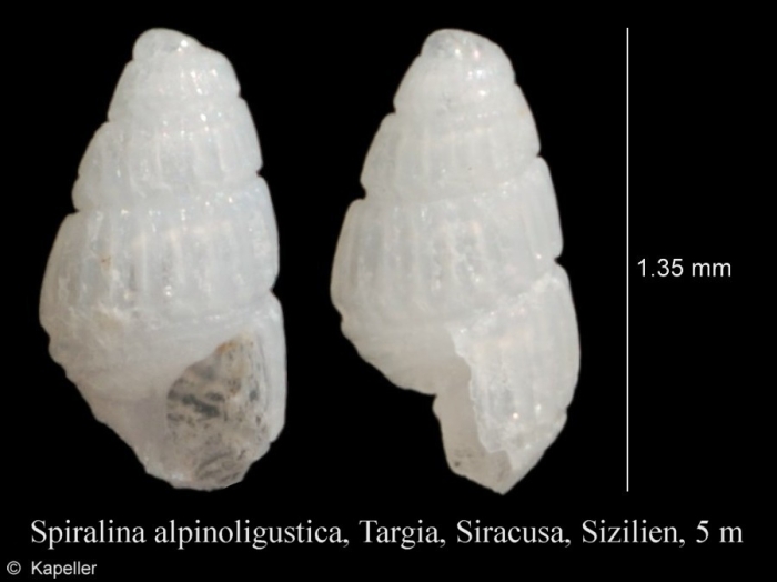 Spiralina alpinoligustica