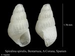 Spiralina spiralis