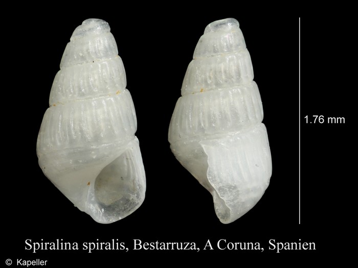 Spiralina spiralis