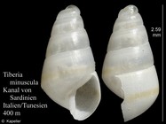 Tiberia minuscula