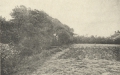 Massart (1908, foto 164)