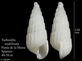 Turbonilla multilirata, author: Kapeller, Rudolf