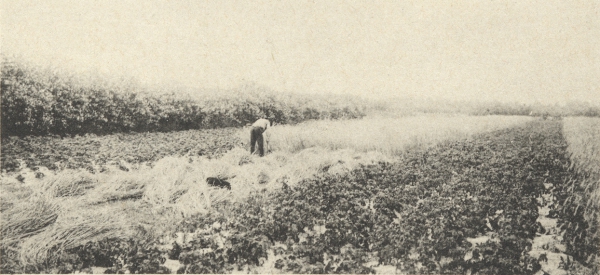 Massart (1908, foto 165)