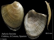 Aplysia fasciata