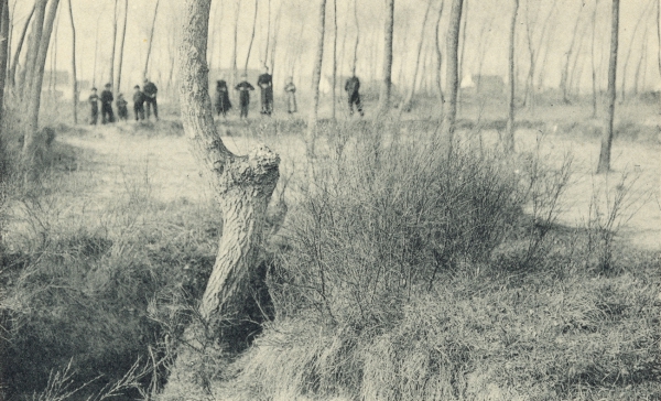 Massart (1908, foto 175)