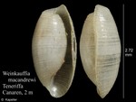 Weinkauffia macandrewii