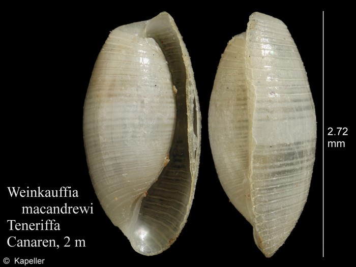 Weinkauffia macandrewii