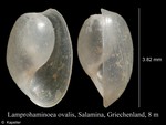 Lamprohaminoea ovalis