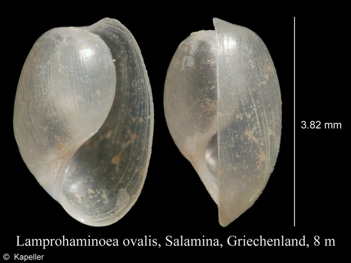 Lamprohaminoea ovalis