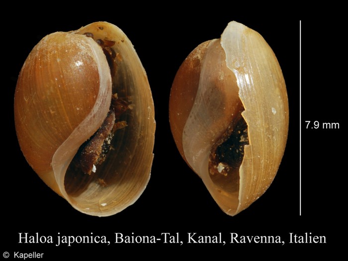 Haloa japonica