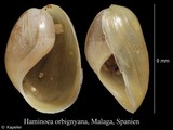 Haminoea orbignyana, author: Kapeller, Rudolf