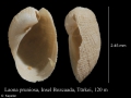 Cephalaspidea