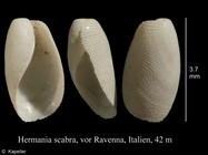 Hermania scabra