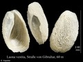 Cephalaspidea