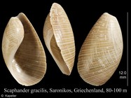 Scaphander gracilis