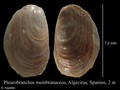 Pleurobranchida