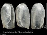 Ascobulla fragilis, author: Kapeller, Rudolf