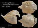 Cavolinia gibboides