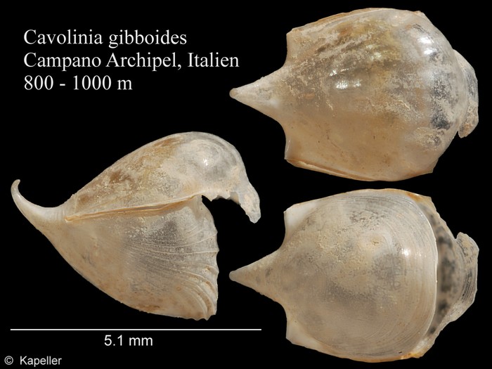 Cavolinia gibboides