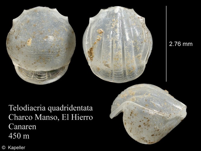 Telodiacria quadridentata