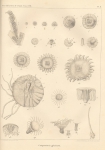 Van Beneden, P.-J. (1844). Mémoire sur les Campanulaires de la côte d'Ostende, considérés sous le rapport physiologique, embryogénique et zoologique Nouveaux Mémoires de l'Académie Royale des Sciences et des Belles-Lettres de Bruxelles. In 4° XV