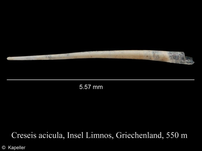Creseis acicula
