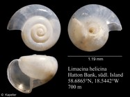 Limacina helicina