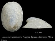 Coccopigya spinigera