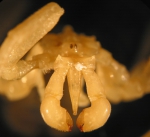 Chelicerata (sea spiders & mites)