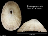 Diodora cayenensis