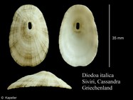 Diodora italica