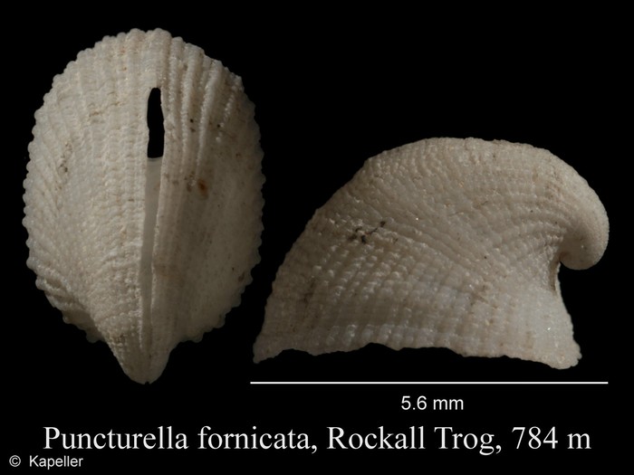 Puncturella fornicata