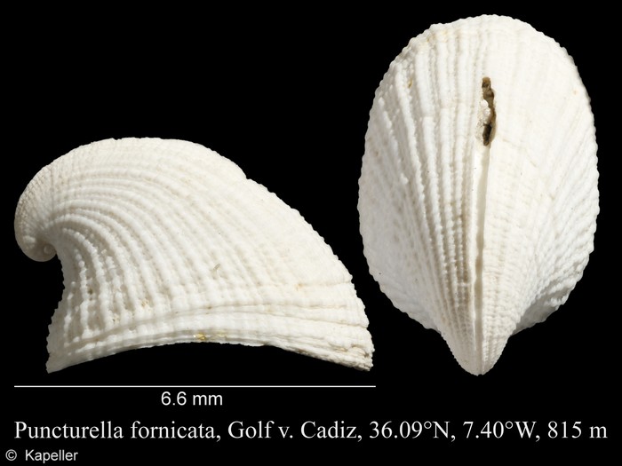 Puncturella fornicata