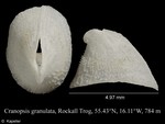 Cranopsis granulata