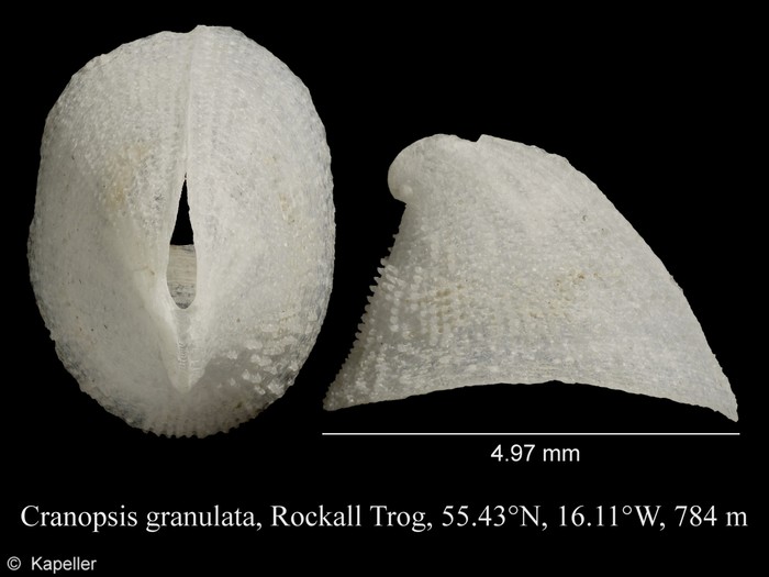 Cranopsis granulata