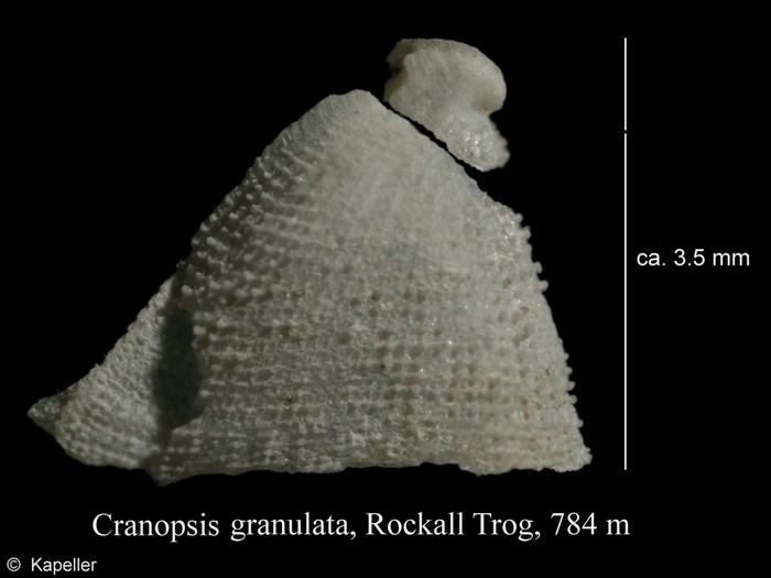 Cranopsis granulata
