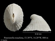 Puncturella noachina