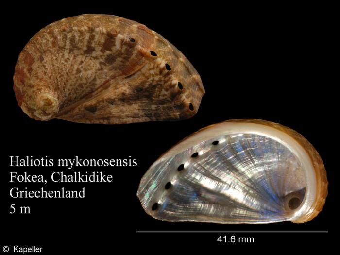 Haliotis tuberculata