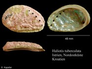 Haliotis tuberculata