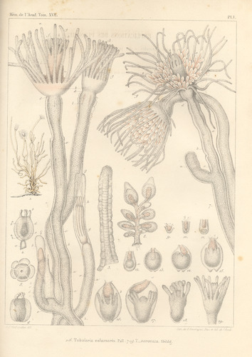 Van Beneden (1844, pl. 1) Van Beneden (1844, pl. 1)