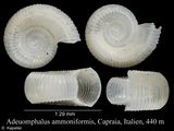 Adeuomphalus ammoniformis, author: Kapeller, Rudolf