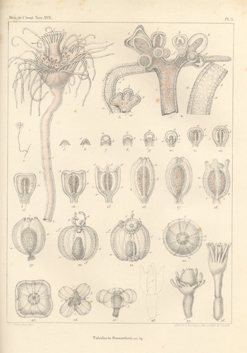 Van Beneden (1844, pl. 2) Van Beneden (1844, pl. 2)