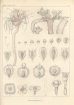 Van Beneden, P.-J. (1844). Recherches sur l'embryogénie des Tubulaires, et l'histoire naturelle des différents genres de cette famille qui habitent la côte d'Ostende Nouveaux Mémoires de l'Académie Royale des Sciences et des Belles-Lettres de Br