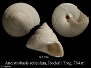 Ancistrobasis reticulata