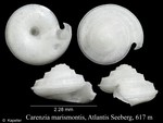 Carenzia marismontis