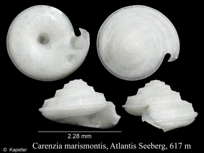 Carenzia marismontis