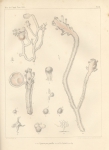 <B>Van Beneden, P.-J.</B> (1844). Recherches sur l'embryogénie des Tubulaires, et l'histoire naturelle des différents genres de cette famille qui habitent la côte d'Ostende Nouveaux Mémoires de l'Académie Royale des Sciences et des Belles-Lettres de Br